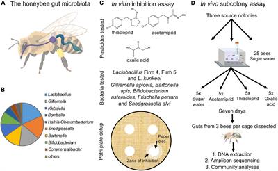 Resistance and Vulnerability of Honeybee (Apis mellifera) Gut Bacteria to Commonly Used Pesticides